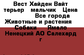 Вест Хайден Вайт терьер - мальчик › Цена ­ 35 000 - Все города Животные и растения » Собаки   . Ямало-Ненецкий АО,Салехард г.
